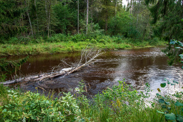 wavy river in forest in green summer