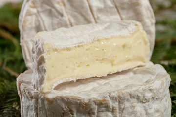 Camembert cheese traditional Normandy French, dairy product