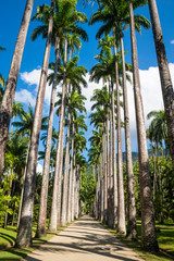 Fototapeta premium Bright scenic view down a rustic pathway lined with tall royal palm trees under tropical blue sky in Rio de Janeiro, Brazil