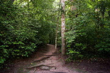 Jungle path