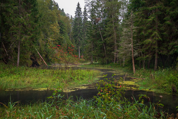 old stream of forest river in the woods