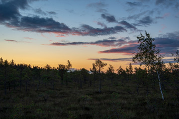 morning mist in the swamp area in sunrise