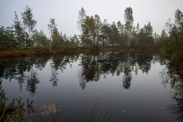 morning mist in the swamp area in sunrise