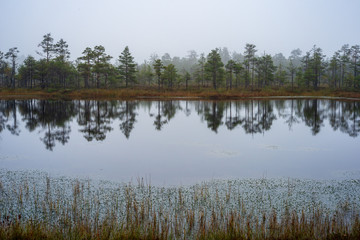 Fototapeta premium morning mist in the swamp area in sunrise