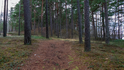 Obraz premium naked pine tree forest before winter