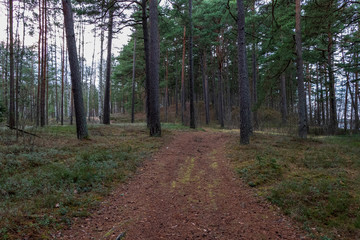 naked pine tree forest before winter