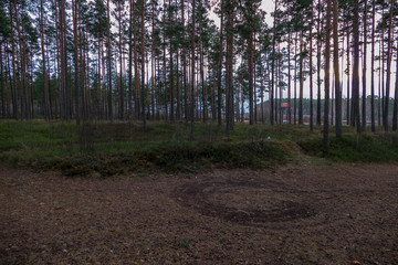 naked pine tree forest before winter