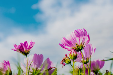 Field of cosmos flowers blooming in garden with sky and cloud Beautiful spring nature background.