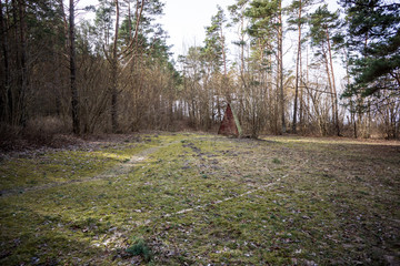 naked pine tree forest before winter