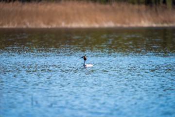 flock of wild birds resting in water near shore