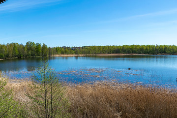 flock of wild birds resting in water near shore