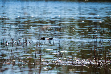 flock of wild birds resting in water near shore