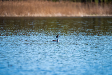 flock of wild birds resting in water near shore