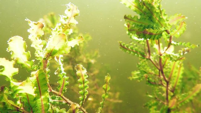 Curly leaves of the Curled pondweed (Potamogeton crispus)