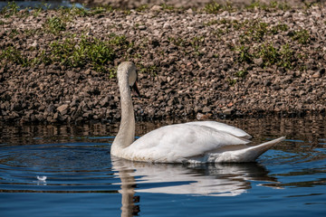 flock of wild birds resting in water near shore