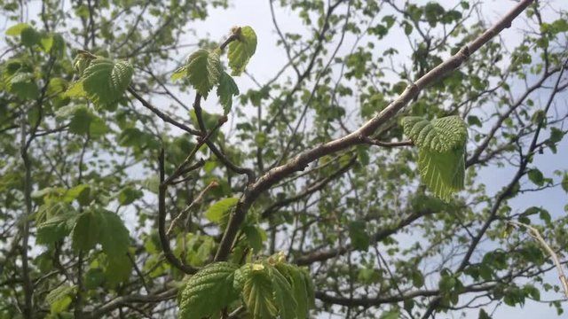 Green leaves And Flowers of a Blooming hazelnut tree Corylus avellana