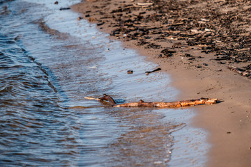 lakeside beach details with sand, rocks and blur background