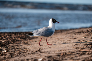 flock of wild birds resting in water near shore