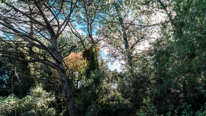 Obraz na płótnie Canvas Forest trees lookup near Montserrat mountain, Barcelona
