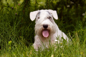 White puppy West Highland Terrier in the grass in the sun