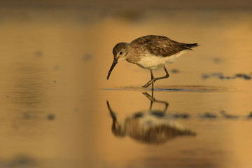 Curlew Sandpiper / Calidris ferruginea