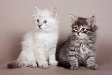 Two gray striped kitten Siberian cats on a gray background
