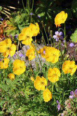 Sunshine In The Garden, Banff National Park, Alberta
