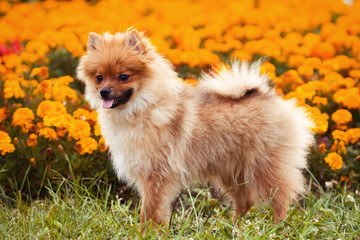 Ginger puppy dog on the grass in flowers