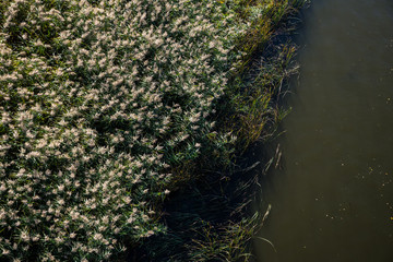Reed and water edge. Swampy river bank