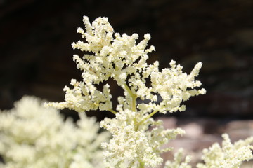 Elegance In The Garden, Banff National Park, Alberta