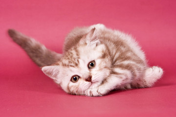 Fototapeta na wymiar Fluffy tabby kitty British cat on a red background