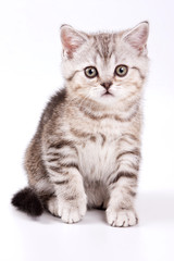 Obraz na płótnie Canvas British tabby kitten (isolated on white)