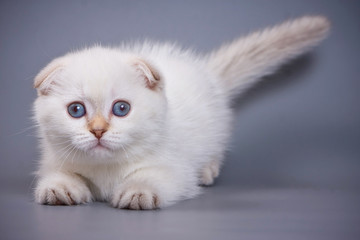 White fluffy kitten Scottish Fold on a gray background