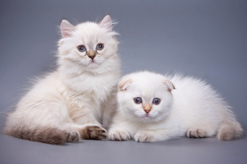 Fototapeta na wymiar White fluffy kitten Scottish Fold on a gray background