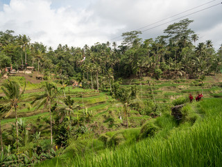 Fototapeta na wymiar Beautiful rice terraces in the light near Tegallalang village, Ubud, Bali, Indonesia. November, 2018