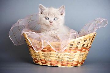 Fototapeta na wymiar beige british cat kitten in a basket