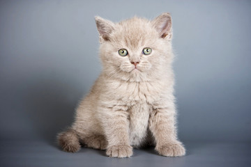 Fototapeta na wymiar Gray fluffy british cat kitten on a gray background