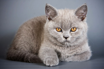 Fototapeta na wymiar Gray fluffy british cat kitten on a gray background