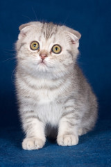 Fototapeta na wymiar White striped kitten Scottish fold on a blue background