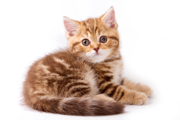 Obraz premium British kitty red kitten (isolated on white)