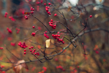 red berries on a bush in a garden in winter
