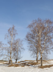 Some bare birches in winter time