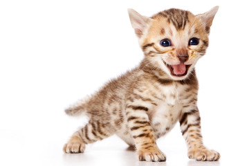 Fototapeta na wymiar Bengal Cat kitten meows (isolated on white)