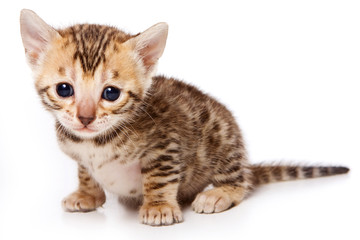 Bengal Cat Red Kitten (isolated on white)