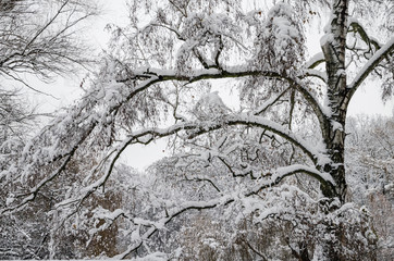  trees in the snow, beautiful winter landscape