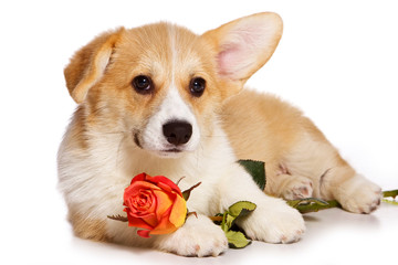 Funny redhead welsh corgi pembroke puppy and rose flower (isolated on white)