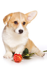 Funny redhead welsh corgi pembroke puppy and rose flower (isolated on white)