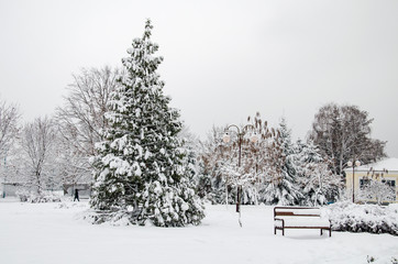 trees and benches covered with white snow