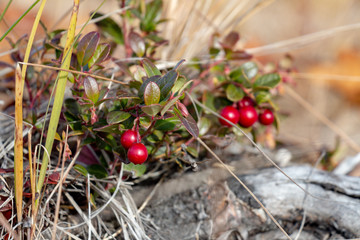 Ripe lingonberries on a branch close up, Norilsk
