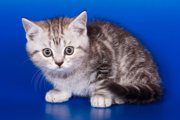 Fototapeta na wymiar Gray striped kitty british cat on a blue background